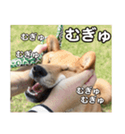 柴犬そら・うみ（個別スタンプ：15）