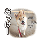 柴犬そら・うみ（個別スタンプ：16）