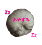 nika.family.animal（個別スタンプ：2）