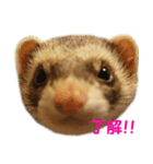 nika.family.animal（個別スタンプ：4）