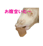 nika.family.animal（個別スタンプ：5）
