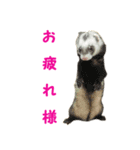 nika.family.animal（個別スタンプ：6）