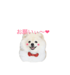 ポメラニアンのきなこ2（個別スタンプ：1）
