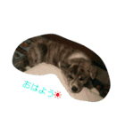 秋田犬のきなこ2日常会話（個別スタンプ：1）