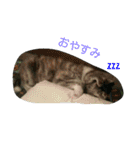秋田犬のきなこ2日常会話（個別スタンプ：2）