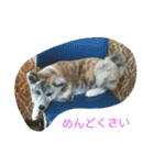 秋田犬のきなこ2日常会話（個別スタンプ：5）
