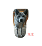 秋田犬のきなこ2日常会話（個別スタンプ：7）