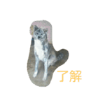 秋田犬のきなこ2日常会話（個別スタンプ：9）