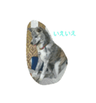 秋田犬のきなこ2日常会話（個別スタンプ：11）