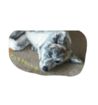 秋田犬のきなこ2日常会話（個別スタンプ：12）
