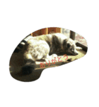 秋田犬のきなこ2日常会話（個別スタンプ：16）
