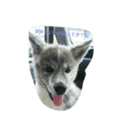 秋田犬のきなこ2日常会話（個別スタンプ：20）