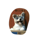 秋田犬のきなこ2日常会話（個別スタンプ：23）
