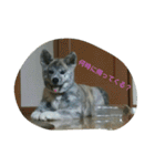 秋田犬のきなこ2日常会話（個別スタンプ：25）
