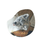 秋田犬のきなこ2日常会話（個別スタンプ：26）