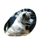 秋田犬のきなこ2日常会話（個別スタンプ：27）