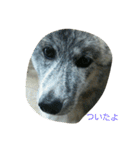 秋田犬のきなこ2日常会話（個別スタンプ：32）