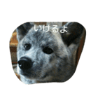 秋田犬のきなこ2日常会話（個別スタンプ：33）