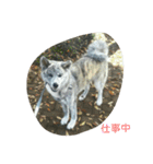 秋田犬のきなこ2日常会話（個別スタンプ：36）
