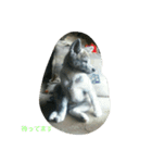 秋田犬のきなこ2日常会話（個別スタンプ：39）