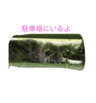 秋田犬のきなこ2日常会話（個別スタンプ：40）