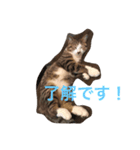 キンさんギンさん（個別スタンプ：1）