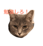 キンさんギンさん（個別スタンプ：3）