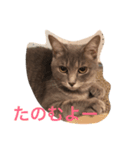 キンさんギンさん（個別スタンプ：7）