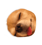 もぐみです（個別スタンプ：1）