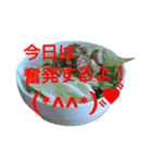 毎日家系ラーメンスタンプ(其の1)（個別スタンプ：10）