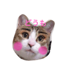 シフォンさんと親父（個別スタンプ：1）