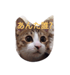 シフォンさんと親父（個別スタンプ：3）