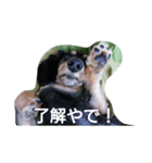 ミニチュアダックスフンド、チョコです。（個別スタンプ：1）