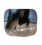 ミニチュアダックスフンド、チョコです。（個別スタンプ：7）