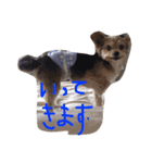 ていぺいれんさん（個別スタンプ：2）