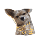 ていぺいれんさん（個別スタンプ：6）