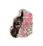 ベータだぞ！（個別スタンプ：3）