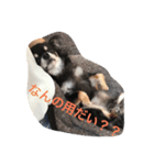 ベータだぞ！（個別スタンプ：6）