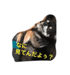 ベータだぞ！（個別スタンプ：7）