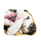 猫さんたちの日常（個別スタンプ：1）