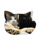 猫さんたちの日常（個別スタンプ：2）