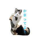 猫さんたちの日常（個別スタンプ：3）