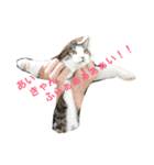 猫さんたちの日常（個別スタンプ：4）