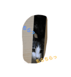 猫さんたちの日常（個別スタンプ：5）