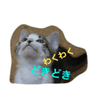 猫さんたちの日常（個別スタンプ：7）