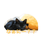 猫さんたちの日常（個別スタンプ：9）