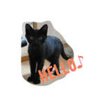 猫さんたちの日常（個別スタンプ：10）
