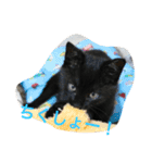 猫さんたちの日常（個別スタンプ：11）