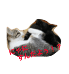 猫さんたちの日常（個別スタンプ：12）