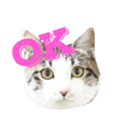 猫さんたちの日常（個別スタンプ：14）